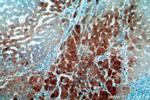 Transferrin Antibody in Immunohistochemistry (Paraffin) (IHC (P))