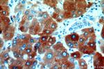 Transferrin Antibody in Immunohistochemistry (Paraffin) (IHC (P))