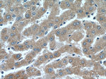 Leptin Antibody in Immunohistochemistry (Paraffin) (IHC (P))