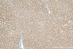SLC25A41 Antibody in Immunohistochemistry (Paraffin) (IHC (P))