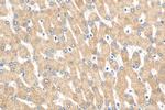 SLC25A41 Antibody in Immunohistochemistry (Paraffin) (IHC (P))