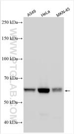GALNT2 Antibody in Western Blot (WB)