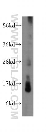 LYZL4 Antibody in Western Blot (WB)