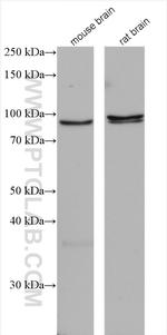 Oligophrenin 1 Antibody in Western Blot (WB)