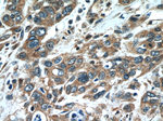 Oligophrenin 1 Antibody in Immunohistochemistry (Paraffin) (IHC (P))