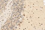 ZNF8 Antibody in Immunohistochemistry (Paraffin) (IHC (P))