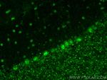 ZNF8 Antibody in Immunohistochemistry (PFA fixed) (IHC (PFA))