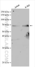 ZNF8 Antibody in Western Blot (WB)