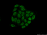 PPIL6 Antibody in Immunocytochemistry (ICC/IF)