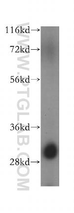 PPIL6 Antibody in Western Blot (WB)
