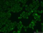 TMEM120A Antibody in Immunocytochemistry (ICC/IF)