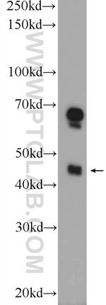TMEM120A Antibody in Western Blot (WB)