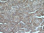 FMO3 Antibody in Immunohistochemistry (Paraffin) (IHC (P))