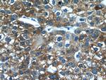 FMO3 Antibody in Immunohistochemistry (Paraffin) (IHC (P))