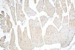 MRPL43 Antibody in Immunohistochemistry (Paraffin) (IHC (P))