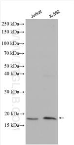 MRPL43 Antibody in Western Blot (WB)