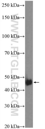 NUDT12 Antibody in Western Blot (WB)