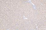 Synaptotagmin-6 Antibody in Immunohistochemistry (Paraffin) (IHC (P))