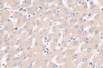 Synaptotagmin-6 Antibody in Immunohistochemistry (Paraffin) (IHC (P))