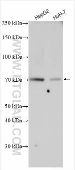 Synaptotagmin-6 Antibody in Western Blot (WB)