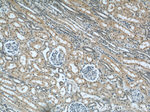 GUF1 Antibody in Immunohistochemistry (Paraffin) (IHC (P))