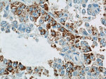 GUF1 Antibody in Immunohistochemistry (Paraffin) (IHC (P))