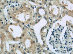 GUF1 Antibody in Immunohistochemistry (Paraffin) (IHC (P))