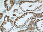 GUF1 Antibody in Immunohistochemistry (Paraffin) (IHC (P))