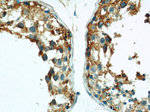 GUF1 Antibody in Immunohistochemistry (Paraffin) (IHC (P))