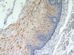GUF1 Antibody in Immunohistochemistry (Paraffin) (IHC (P))