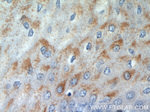 GUF1 Antibody in Immunohistochemistry (Paraffin) (IHC (P))