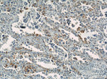 GUF1 Antibody in Immunohistochemistry (Paraffin) (IHC (P))