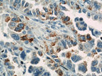 GUF1 Antibody in Immunohistochemistry (Paraffin) (IHC (P))