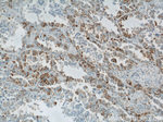 GUF1 Antibody in Immunohistochemistry (Paraffin) (IHC (P))