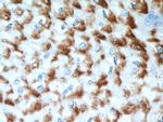 GUF1 Antibody in Immunohistochemistry (Paraffin) (IHC (P))