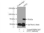 GUF1 Antibody in Immunoprecipitation (IP)