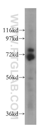 GUF1 Antibody in Western Blot (WB)