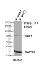 GUF1 Antibody in Western Blot (WB)