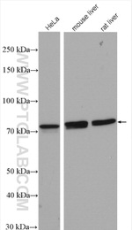 GUF1 Antibody in Western Blot (WB)