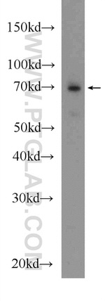 GUF1 Antibody in Western Blot (WB)