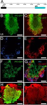 GFP Antibody in Immunocytochemistry (ICC/IF)