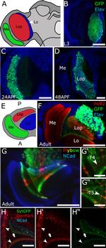 GFP Antibody in Immunocytochemistry (ICC/IF)