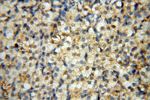 USP20 Antibody in Immunohistochemistry (Paraffin) (IHC (P))