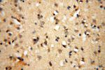 USP20 Antibody in Immunohistochemistry (Paraffin) (IHC (P))