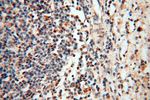 USP20 Antibody in Immunohistochemistry (Paraffin) (IHC (P))