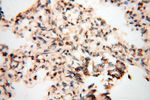 USP20 Antibody in Immunohistochemistry (Paraffin) (IHC (P))