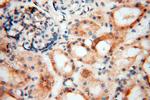 USP20 Antibody in Immunohistochemistry (Paraffin) (IHC (P))