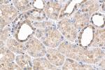 USP20 Antibody in Immunohistochemistry (Paraffin) (IHC (P))