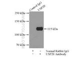 USP20 Antibody in Immunoprecipitation (IP)