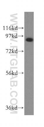 Filensin Antibody in Western Blot (WB)